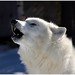 Lawrence Wolf Photo 23