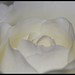 Bette Bloom Photo 16