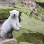 Edward Bear Photo 15