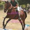 Jacqueline Dillon Photo 31