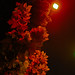 Judith Crisp Photo 11
