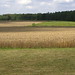 Virginia Wheat Photo 4