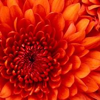 Darlene Meadows Photo 10