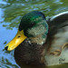Elizabeth Mallard Photo 9
