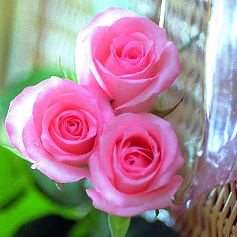 Frances Cooley Photo 25