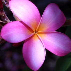 Nancy Ferraro Photo 29