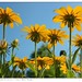 Susan Baird Photo 44