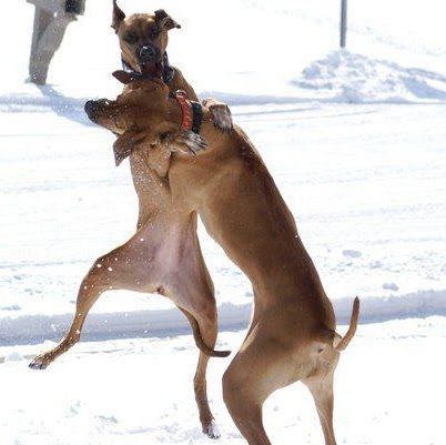 Tracy Snell Photo 21