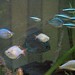 Alan Fish Photo 31