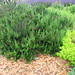 Rosemary Mackay Photo 16