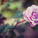 Rose Angel Photo 21