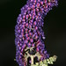 Lillie Bush Photo 6