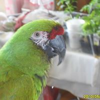 Anthony Buck Photo 26