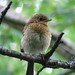 Robin Young Photo 26