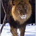 Janet Lion Photo 1