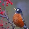 Robin Best Photo 29