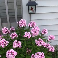 Janet Giese Photo 12