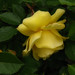 Linda Pleasants Photo 15