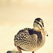 Stevie Meeks Photo 1