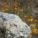 April Ridge Photo 10