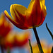 Jan Bloom Photo 21