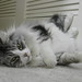 Dusty Gray Photo 19