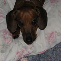 Virginia Wilkerson Photo 8