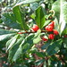 Holly Berry Photo 10