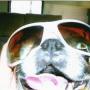 Julie Stover Photo 23