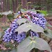 Sandy Berry Photo 25