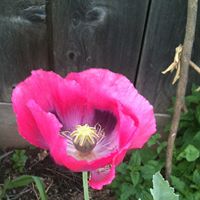 Lovely Vang Photo 4
