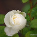 Blanca Santander Photo 7
