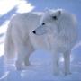 Carol Conner Photo 30