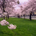Andrew Rowell Photo 10