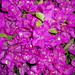 Flora Gutierrez Photo 22