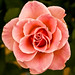 Rose Thompson Photo 30
