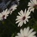 Debra Flowers Photo 19