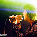 Julian Austin Photo 36