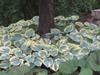 Mary Cummins Photo 27