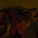 Merle Simpson Photo 11