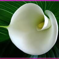 Huong Do Photo 19