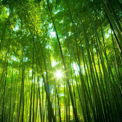 Hung Ho Photo 36