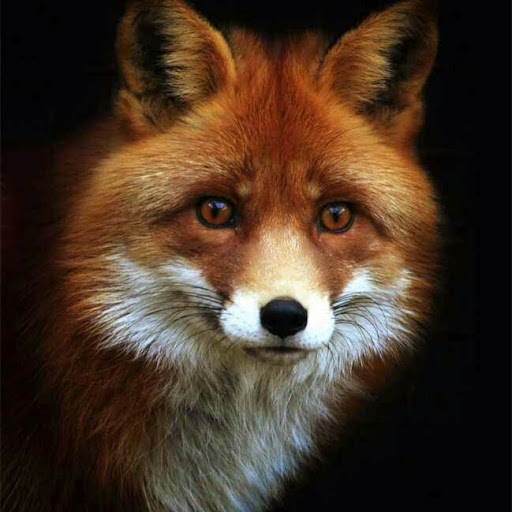 Vickie Fox Photo 13