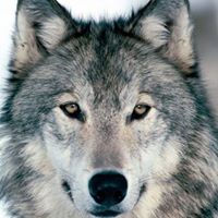 James Wolf Photo 31