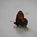 Andy Heath Photo 33