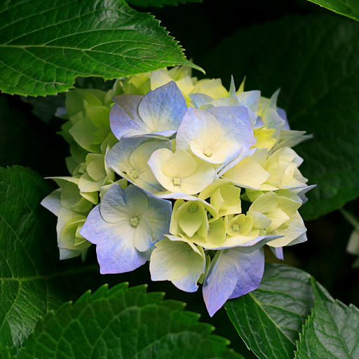 Joann Howell Photo 36