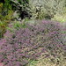 Sally Bush Photo 23