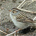 Steve Clay Photo 15