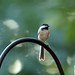 Linda Kindred Photo 16