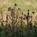 Gerry Pollard Photo 8